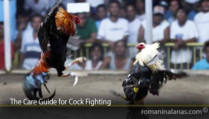 The Care Guide for Cock Fighting